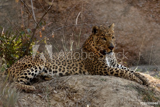 Picture of The leopard is one of the five extant species in the genus Panthera is a member of the Felidae Compared to other wild cats the leopard has relatively short legs and a long body with a large head I
